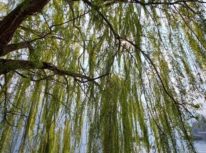 Le Allegre Comari Di 別荘